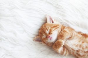 CATImage00023