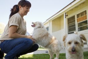 kennel_worker_playswithdogs