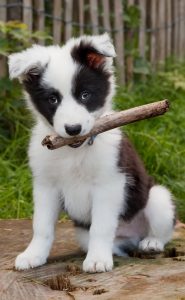 border collie puppy