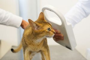 microchipping01